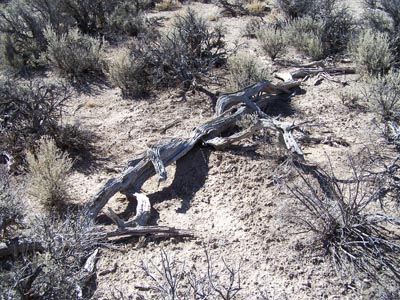 Gray Jay Press- Sagebrush Heart- antelope trap